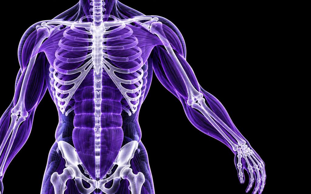Illustrated muscular and skeletal anatomy